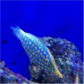 ORANGE SPOT FILE FISH